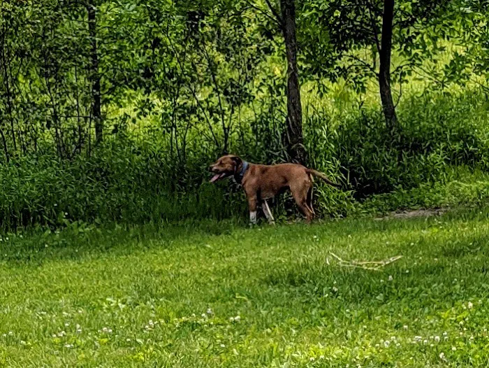 Carver Park Reserve Off-Leash Dog Park 5