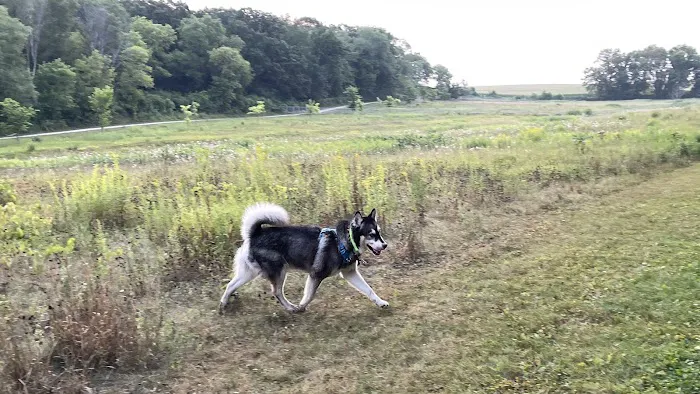 Andy's Bark Park 1