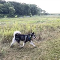 Andy's Bark Park ico