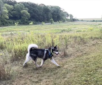 Andy's Bark Park