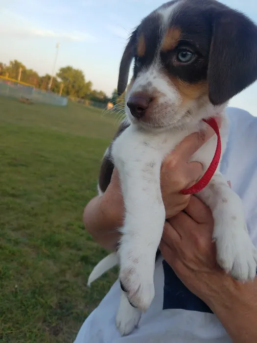 Hudson Dog Park 5