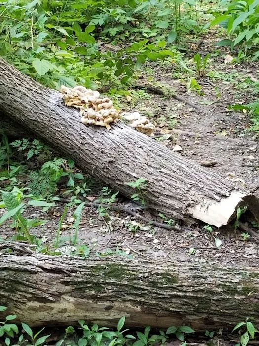 Dakota Woods Dog Park 6