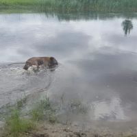 Lonsdale Dog Park ico