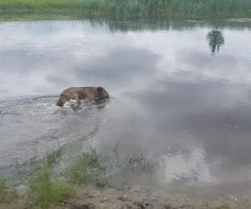Lonsdale Dog Park