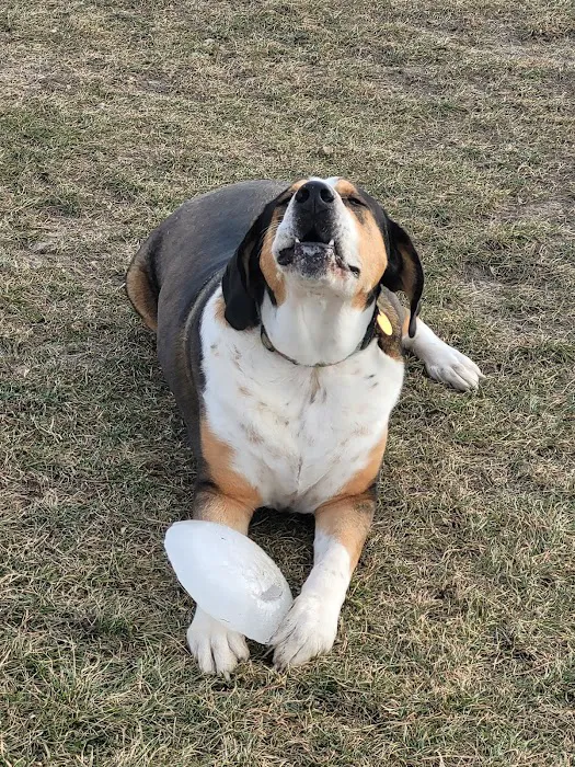 Lonsdale Dog Park 6