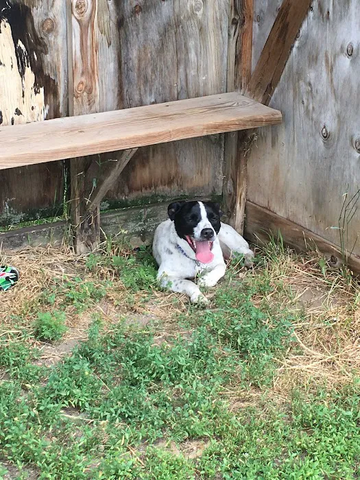 Northfield Dog Park 5