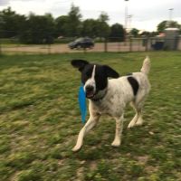 Northfield Dog Park ico