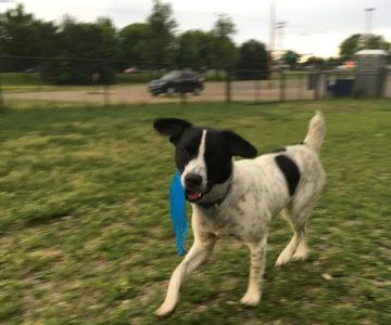 Northfield Dog Park