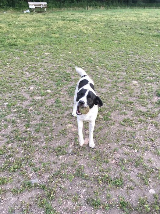 Northfield Dog Park 3