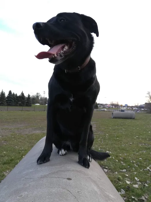 Northfield Dog Park 2