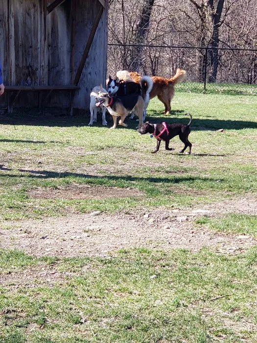 Northfield Dog Park 9