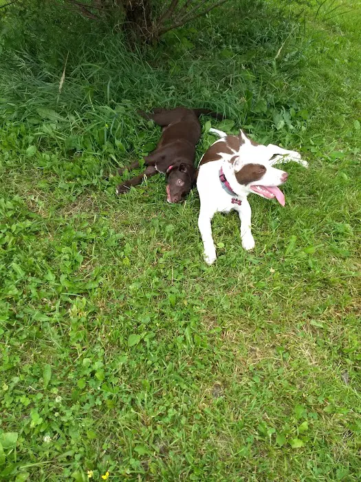 Lake Sarah Dog Park 5
