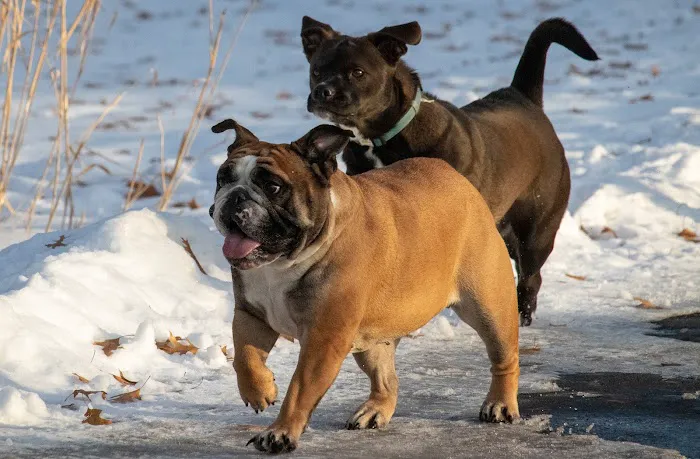 Monticello Dog Park 1