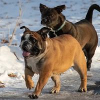 Monticello Dog Park ico