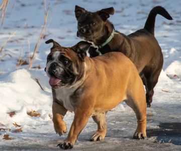 Monticello Dog Park