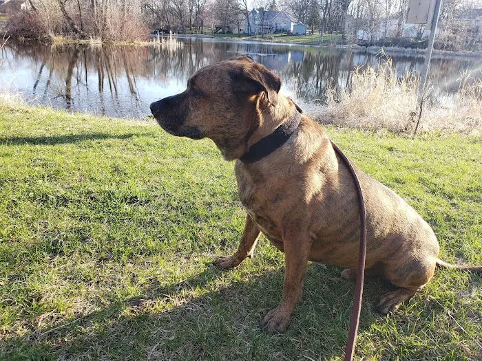 Monticello Dog Park 5