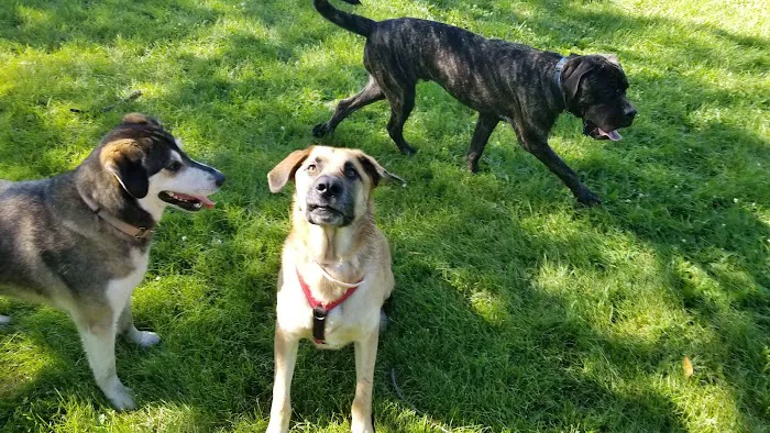 Monticello Dog Park 7