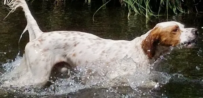 Dog Park 3