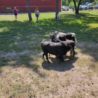 Gary Mattson Dog Park ico