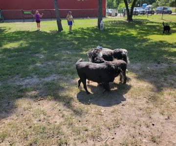 Gary Mattson Dog Park