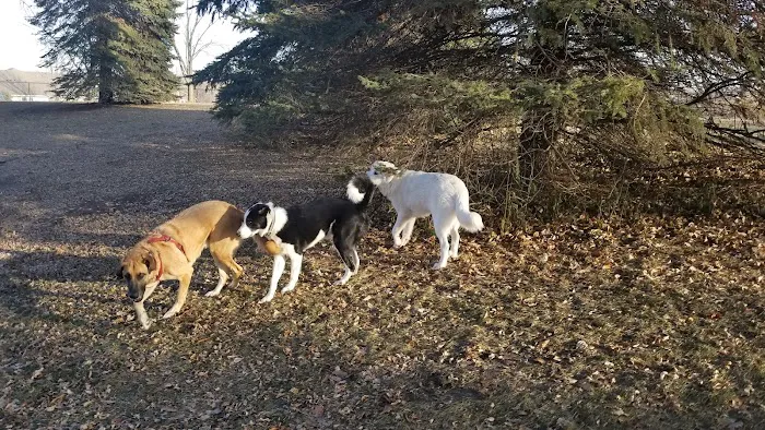 Gary Mattson Dog Park 9