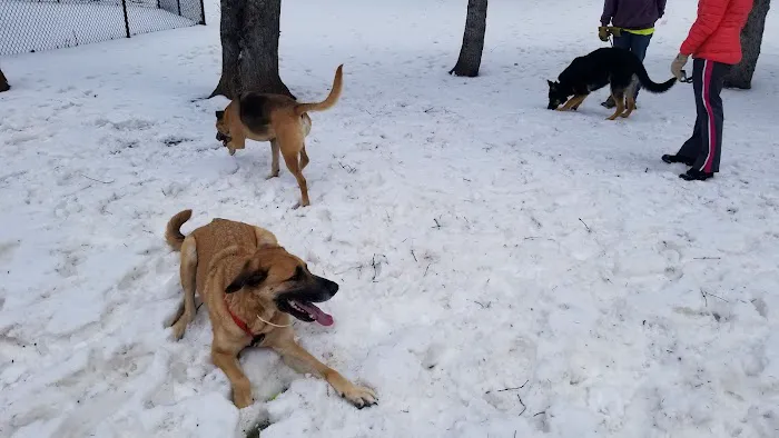 Gary Mattson Dog Park 6