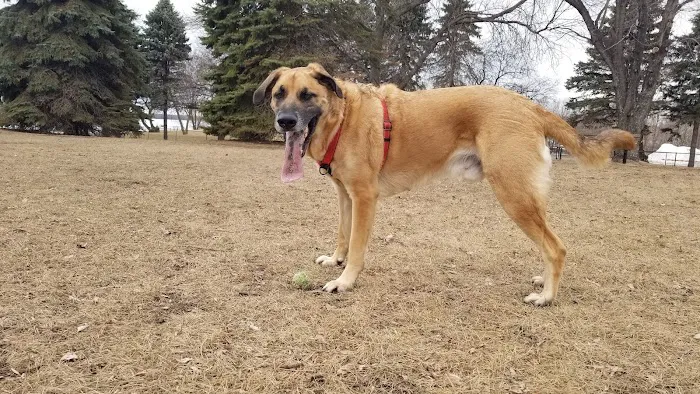 Gary Mattson Dog Park 8