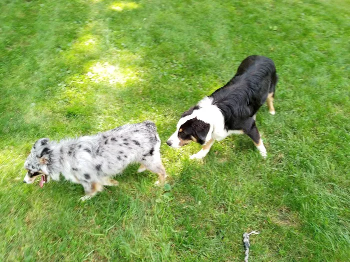 Watertown Dog Park 5