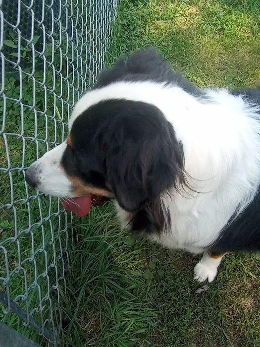 Watertown Dog Park 10