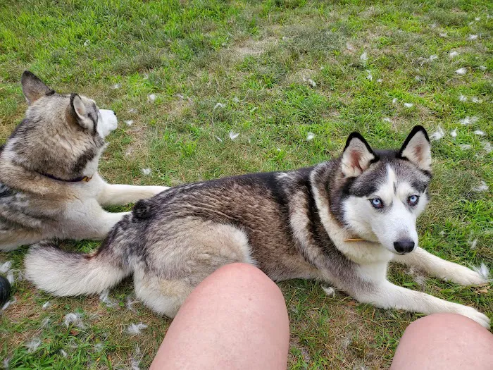 Cambridge Dog Park 5
