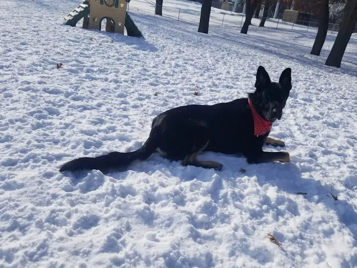 Cambridge Dog Park 7