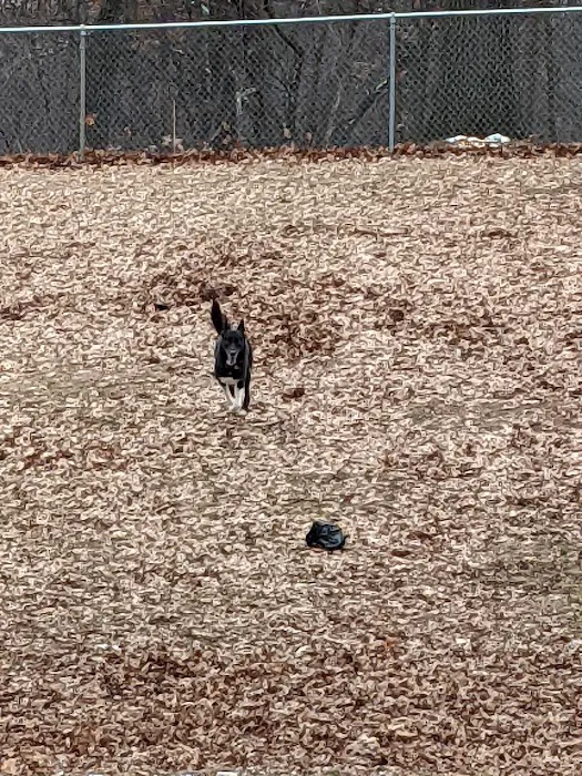 Cambridge Dog Park 6