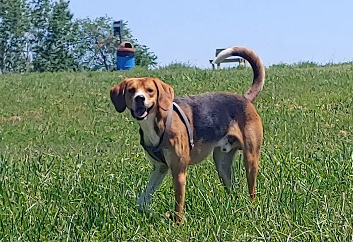 New Richmond Area Off Leash Dog Park 1