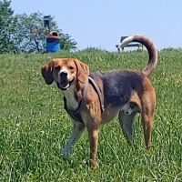 New Richmond Area Off Leash Dog Park ico