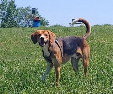 New Richmond Area Off Leash Dog Park