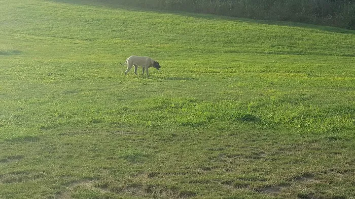 New Richmond Area Off Leash Dog Park 9