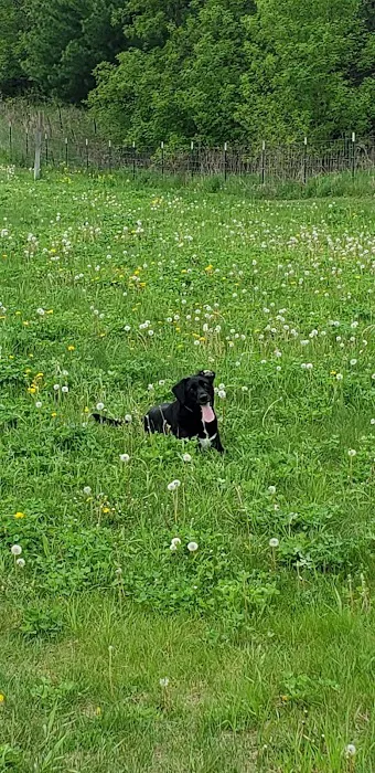 New Richmond Area Off Leash Dog Park 3