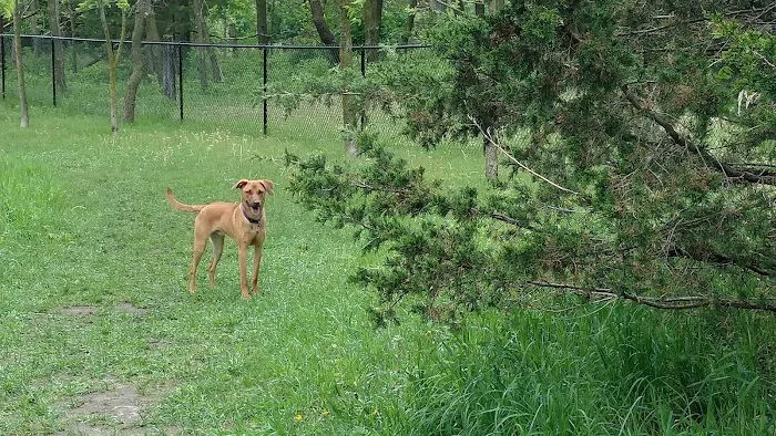 Rivertown Dog Park 2