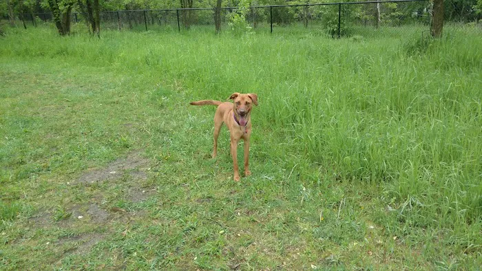 Rivertown Dog Park 1