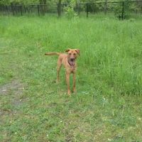 Rivertown Dog Park ico