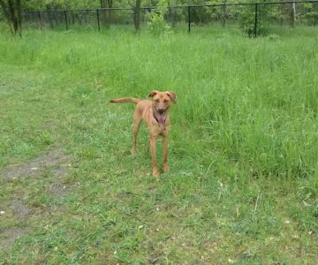 Rivertown Dog Park
