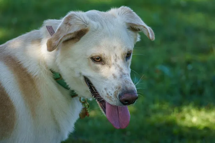 Le Sueur Dog Park 2