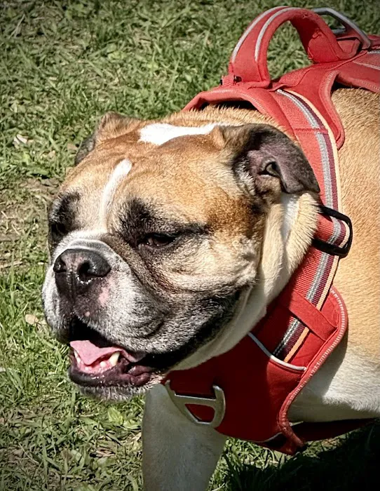 Le Sueur Dog Park 4