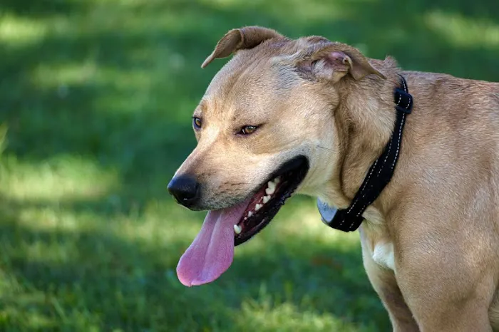 Le Sueur Dog Park 1