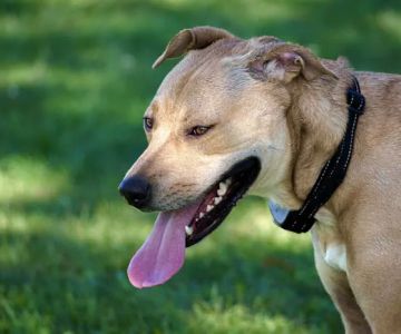 Le Sueur Dog Park