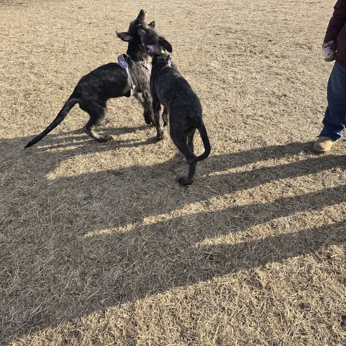 Dundas Dog Park 4