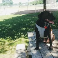 Cannon Falls Dog Park ico