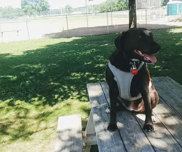 Cannon Falls Dog Park