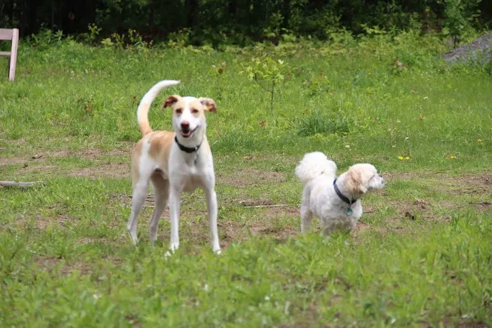 St. Croix Falls Dog Park 2