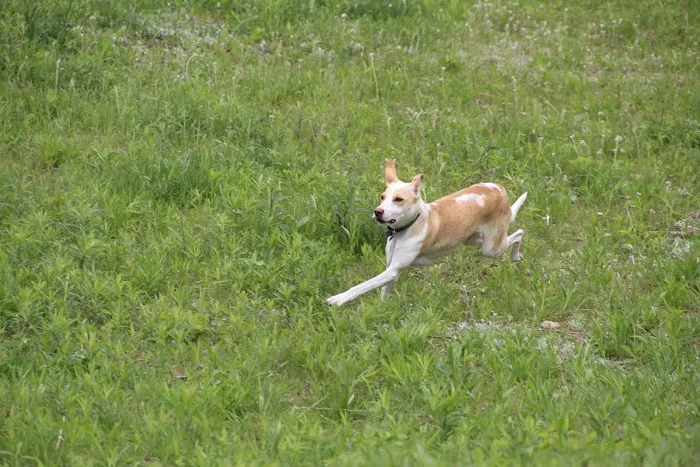 St. Croix Falls Dog Park 10